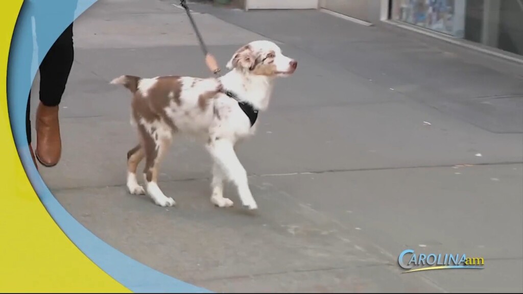 Dog Walking