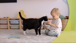 Pets Allergies