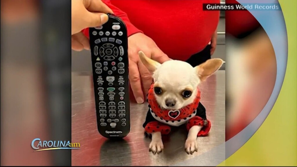 Shortest Dog