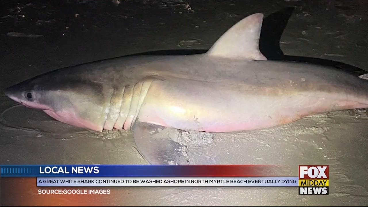 Shark Washes Ashore In North Myrtle Beach WFXB