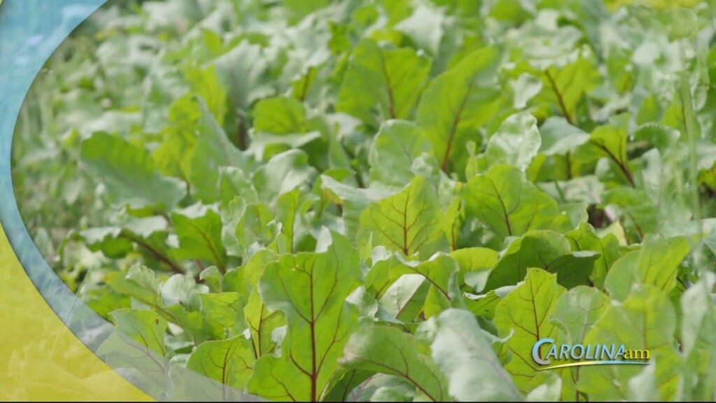 Beet Greens