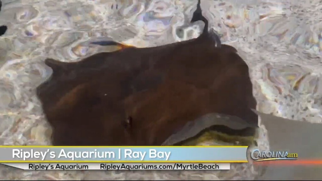 Ray Bay 3