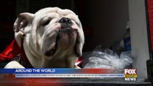 Bulldogs
