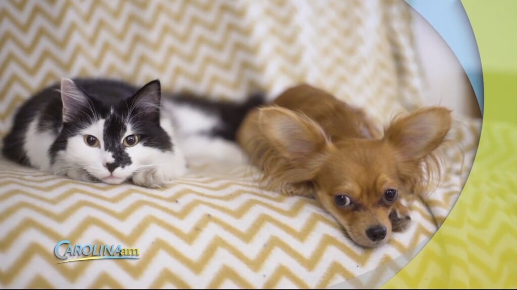 Dog Cat Names