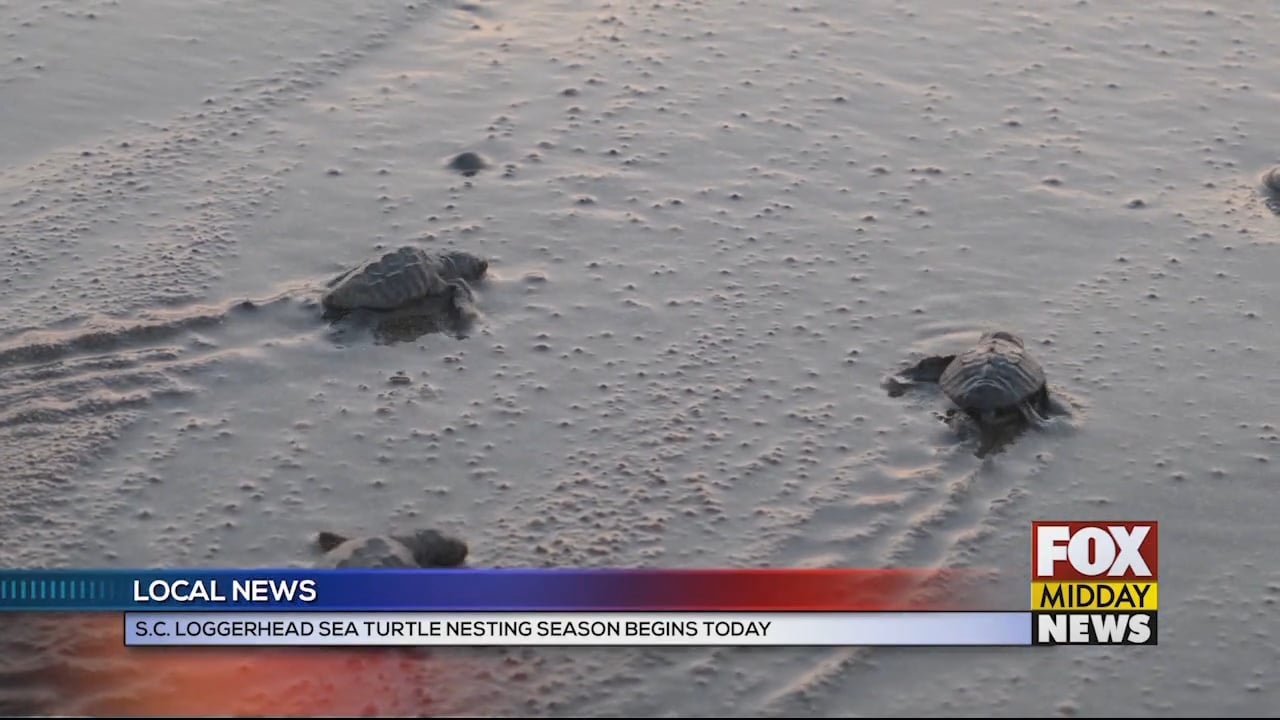 Loggerhead Sea Turtle Nesting Season Begins Today - WFXB