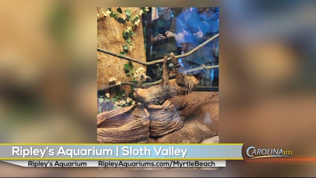Ripley's Aquarium 051923