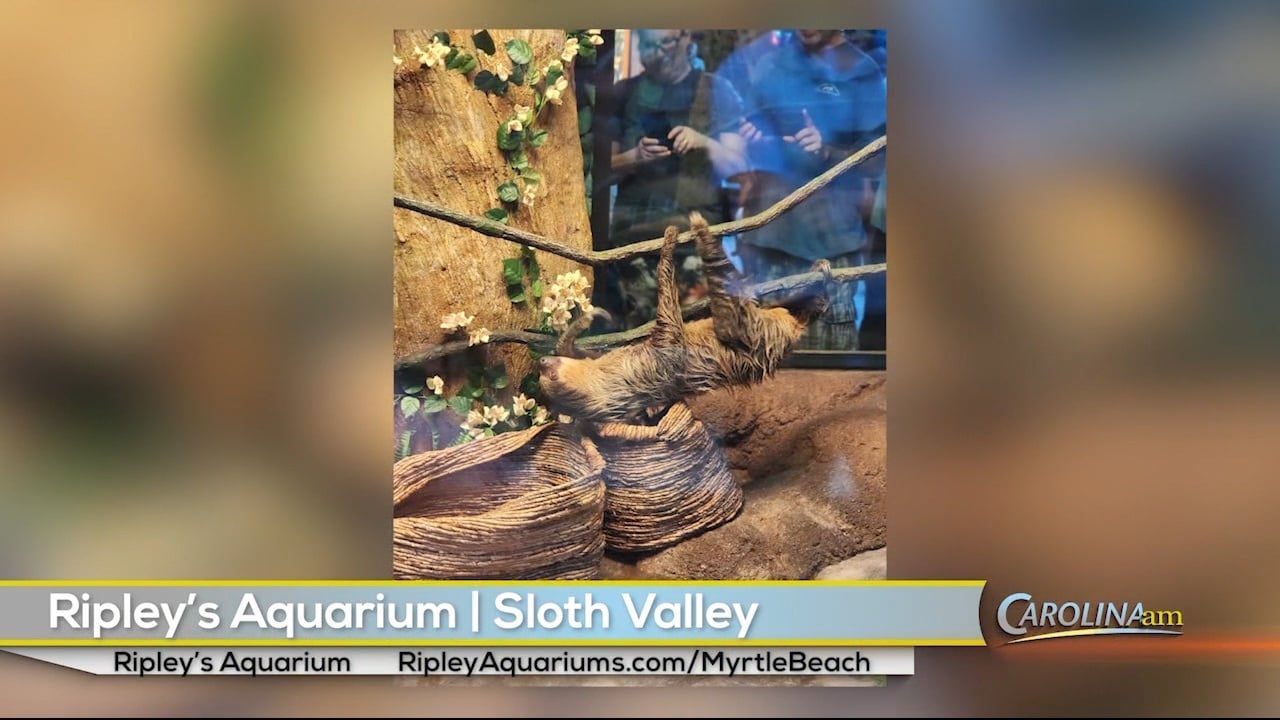 Meet the New Additions to Ripley's Aquarium TwoToed Sloths Rico and