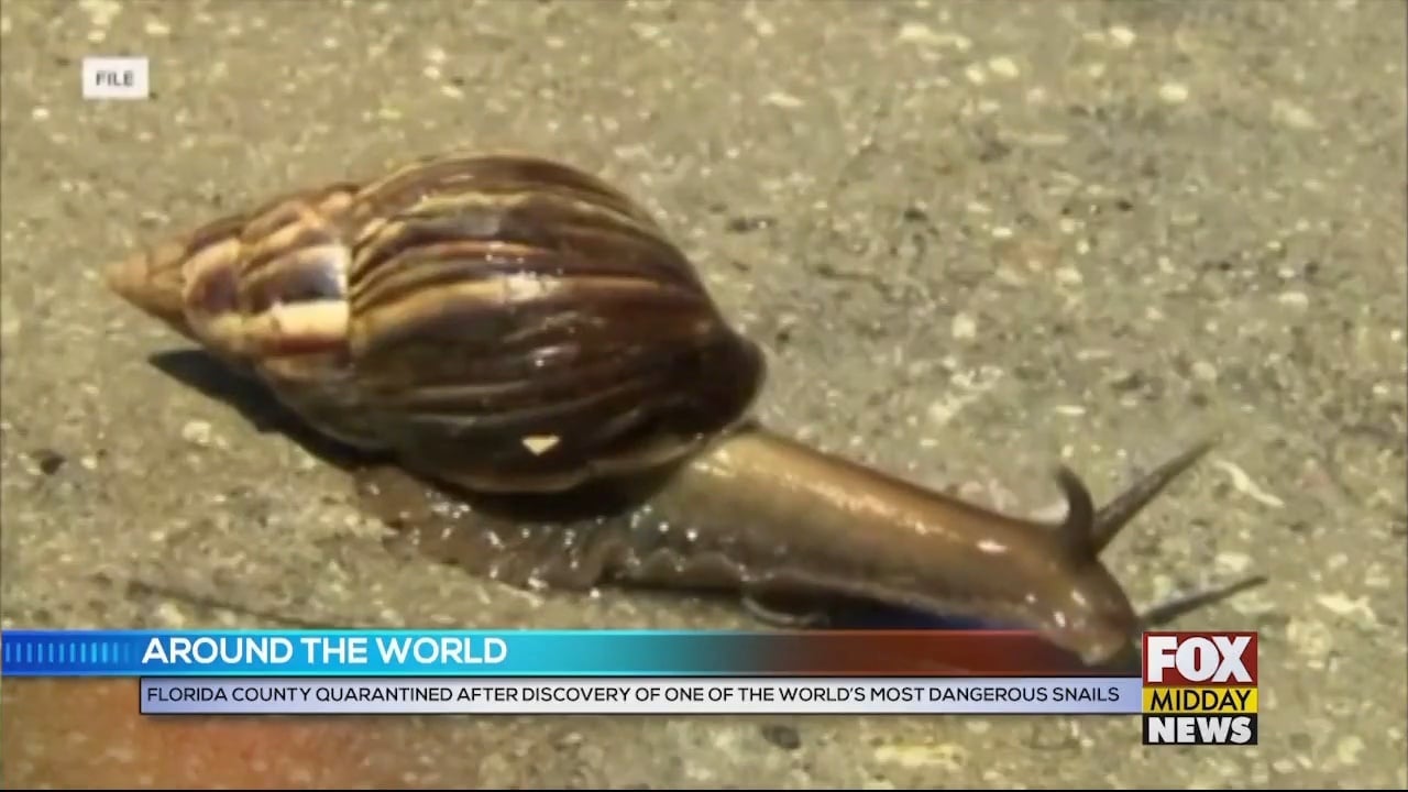 Giant African Land Snails In Florida Prompt County Quarantine WFXB