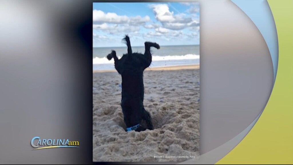 Comedy Pet Photos