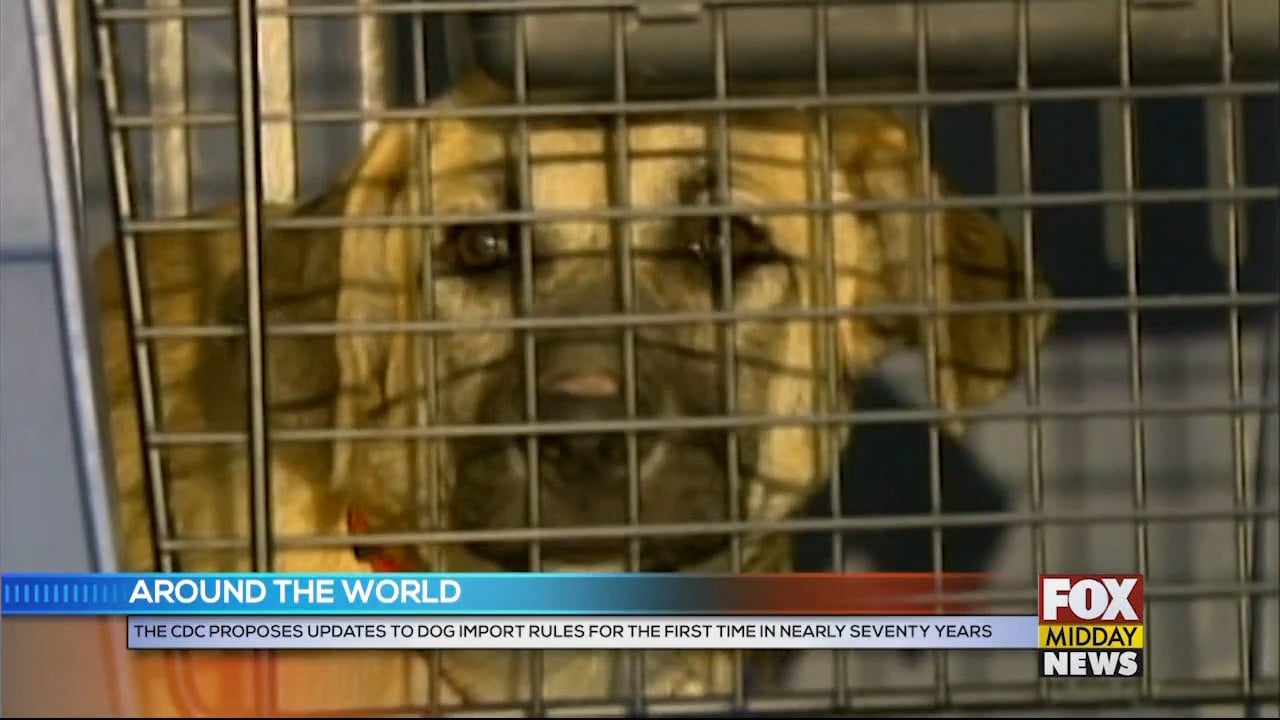 CDC Proposes Updates For Rules On Importing Dogs Into The U.S. WFXB