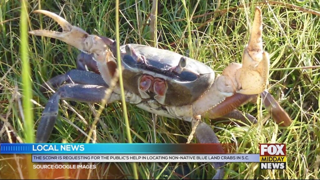 Crab