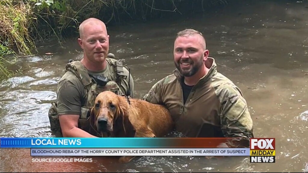 Bloodhound