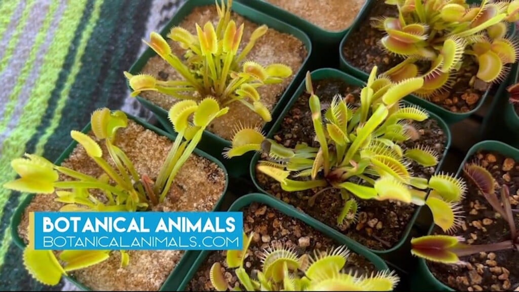 Botanical Animals 080723