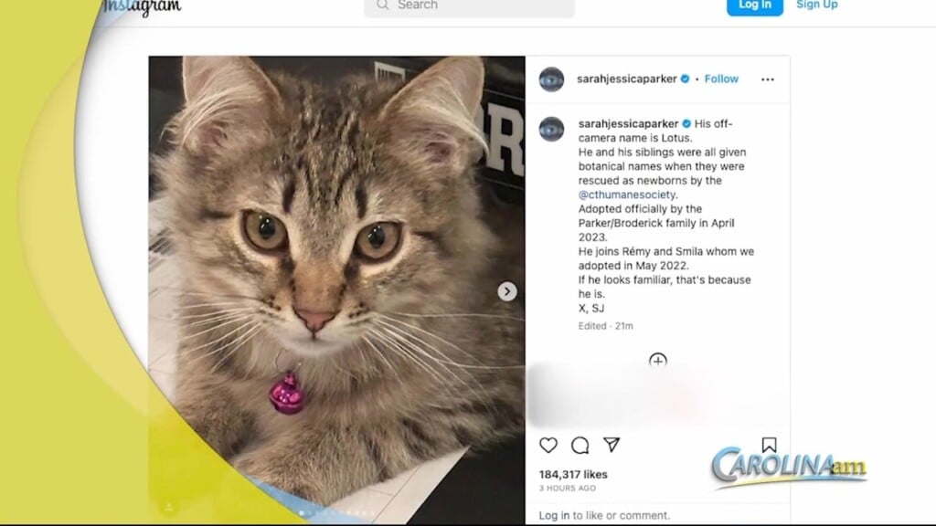 Sjp Cat