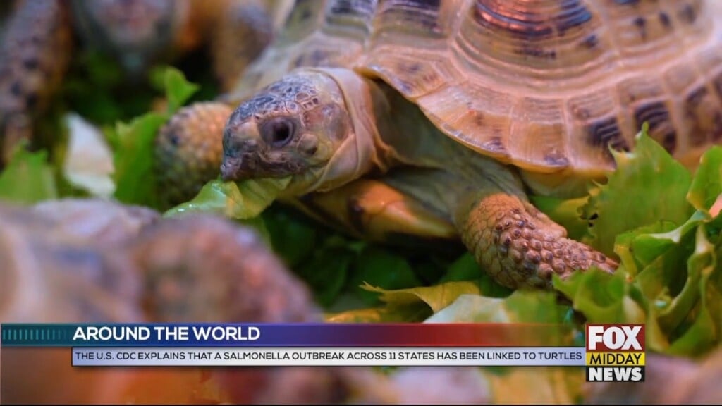 Turtle
