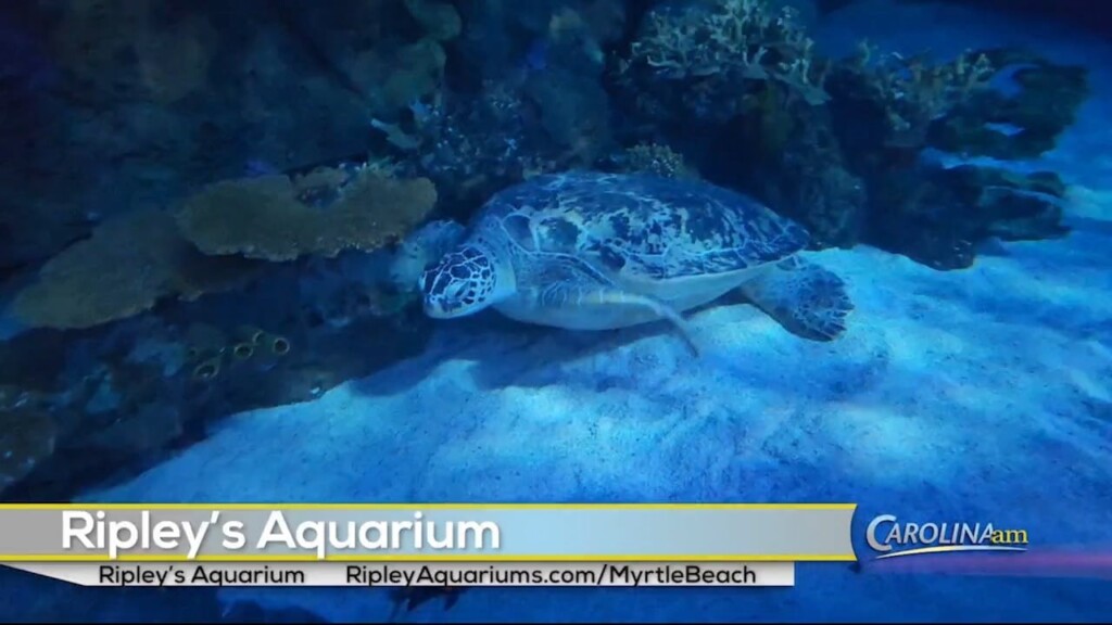 Ripley Turtle