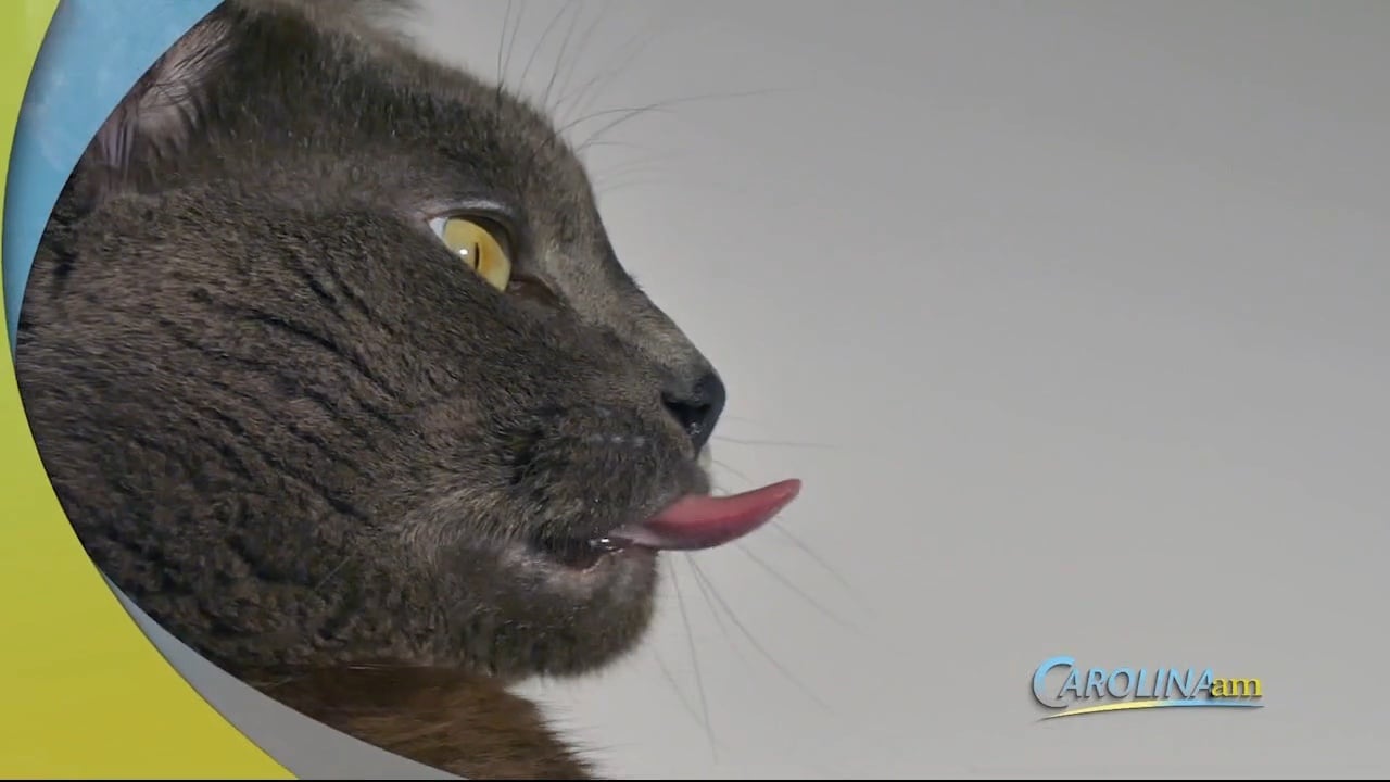 is-it-ok-if-my-cat-eats-a-palmetto-bug-wfxb