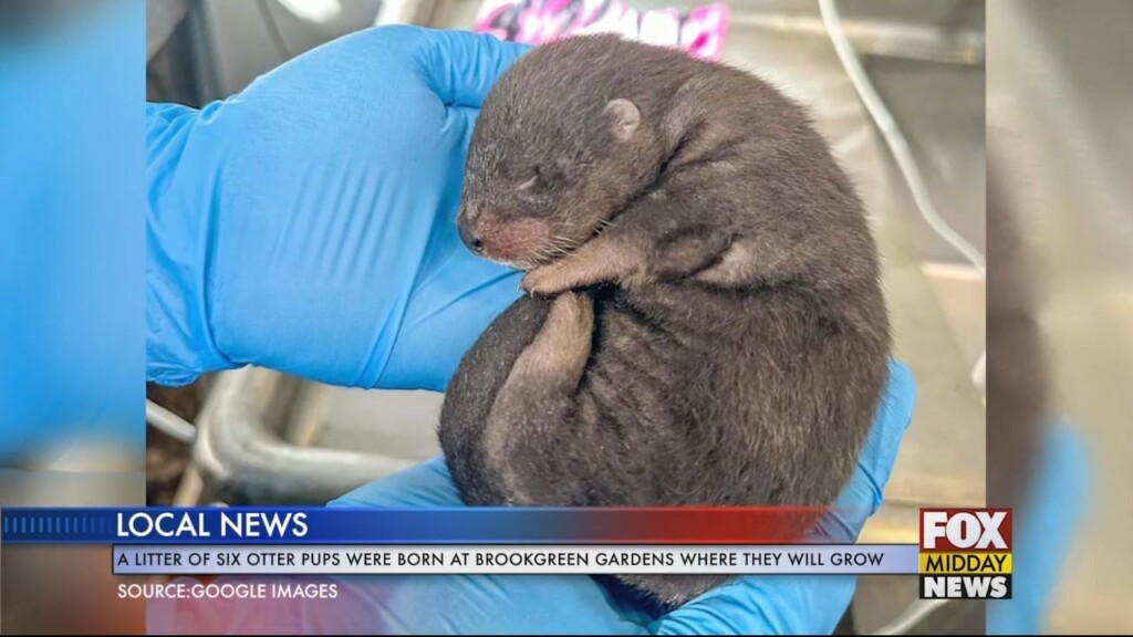 Otters