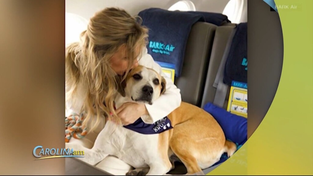 Dog Airline