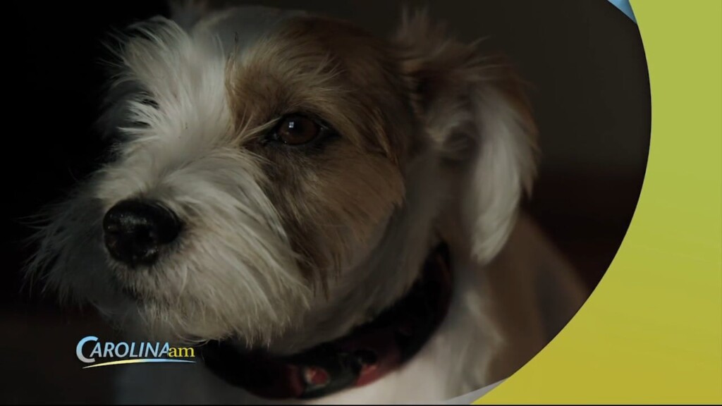 Fido Alert