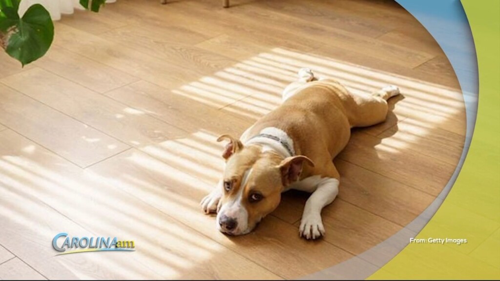 Annoying Dog