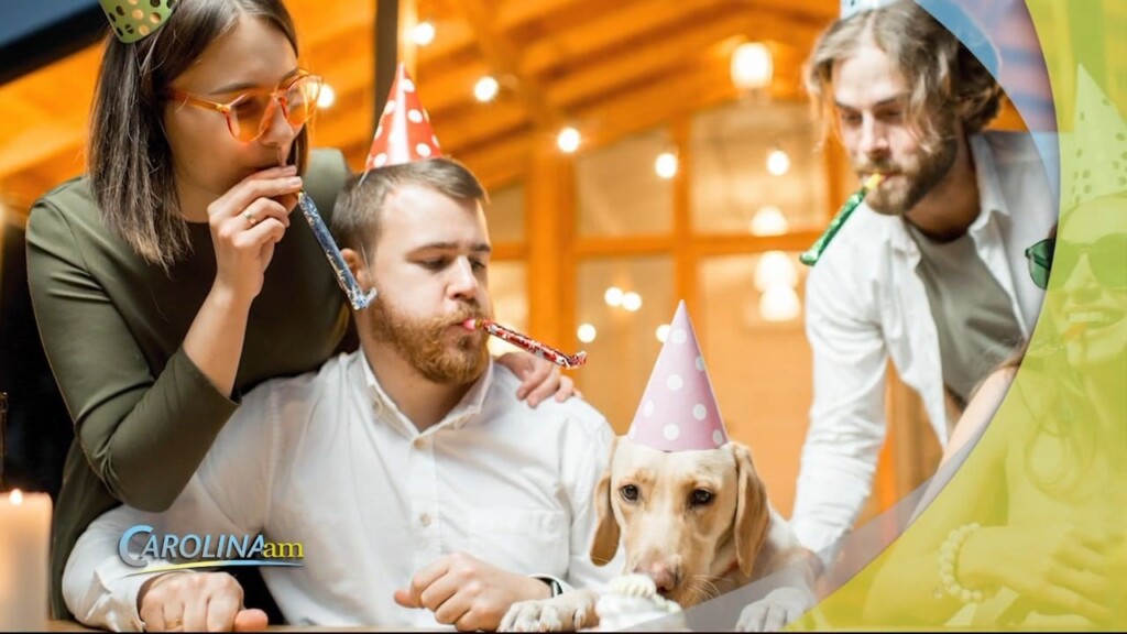 Dog Party
