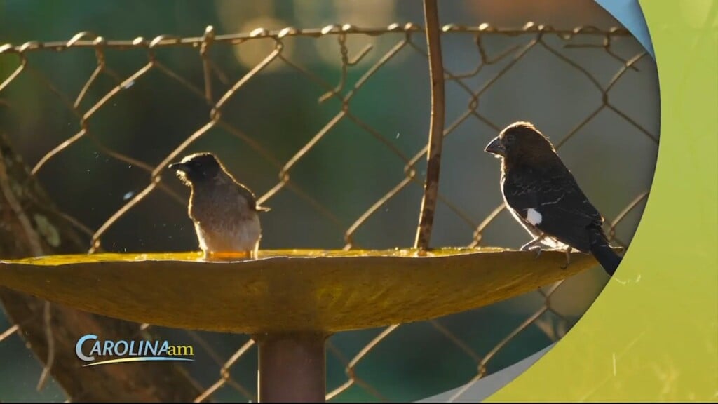 Birdbaths
