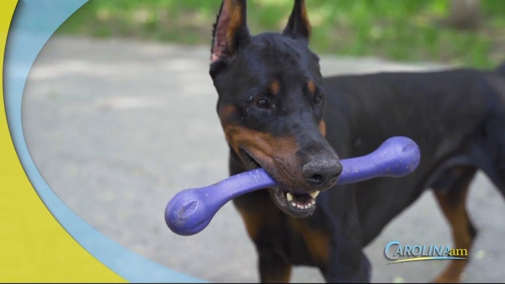 Dog Toys