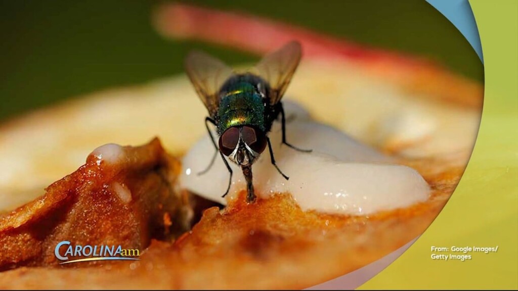 Fly Vomit