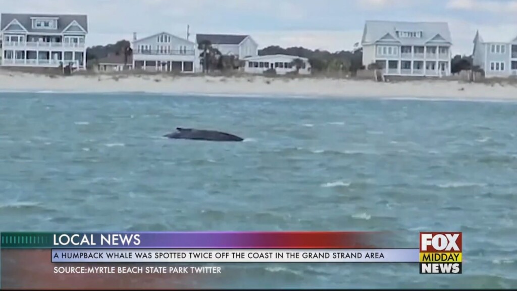 Whale
