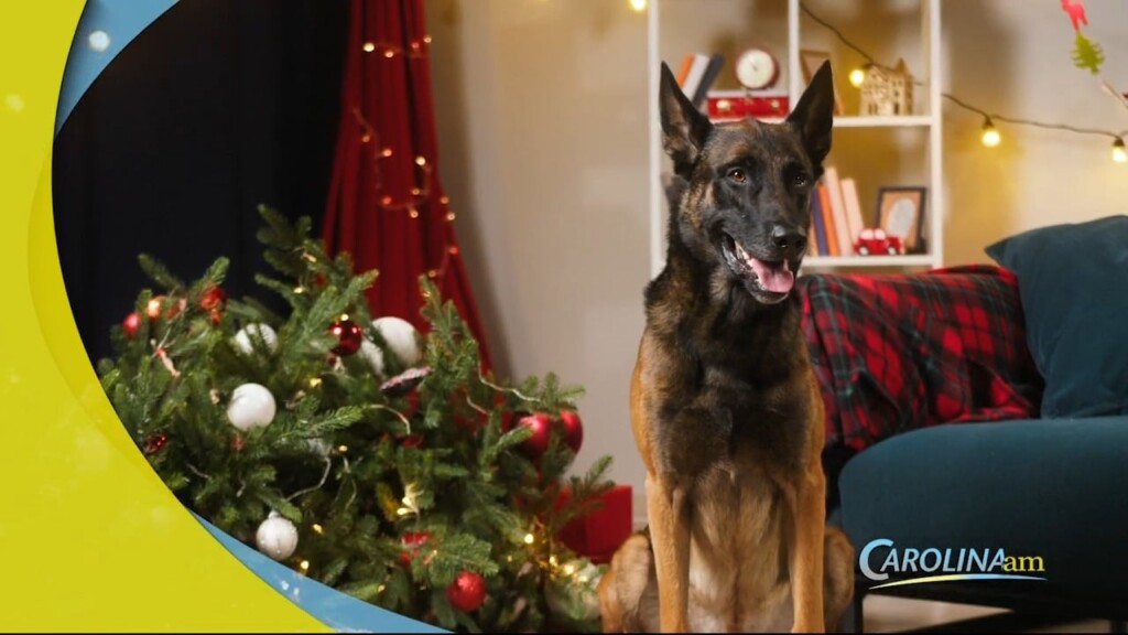 Pets Christmas