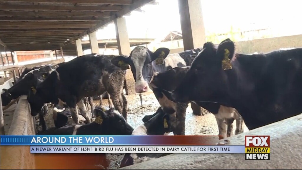 Cattle