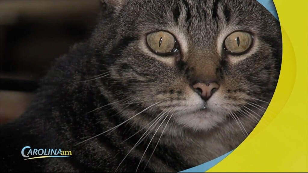 Pet Care
