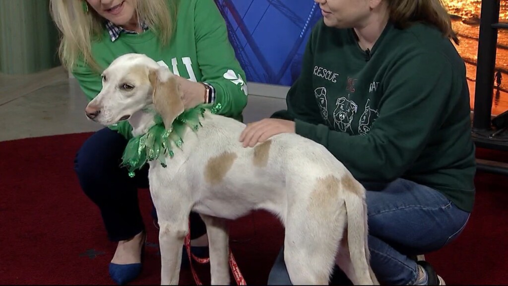 Nmb Humane
