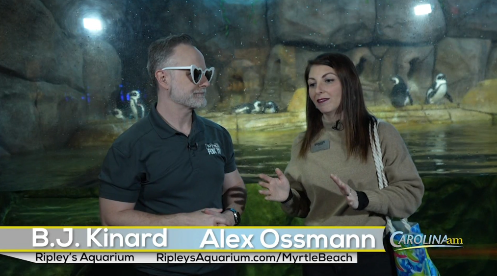 Ripleys Aquarium Cam 030725