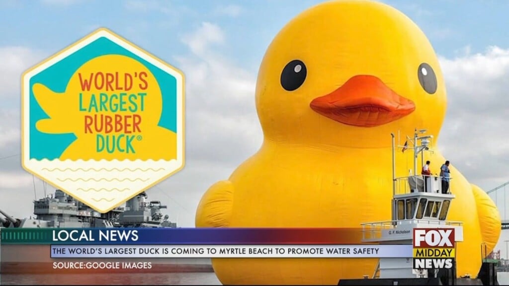 Duck