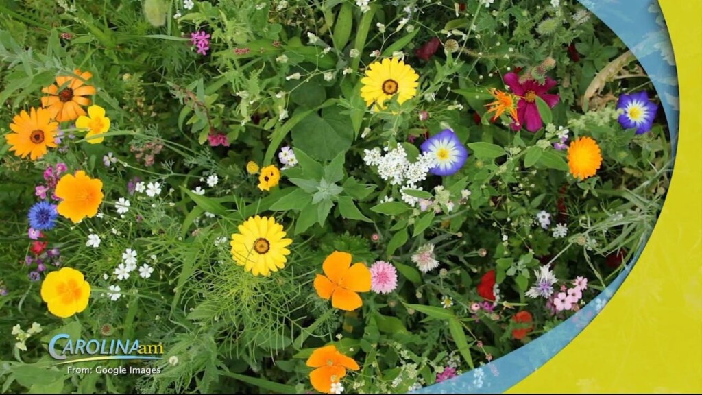 Chaos Gardening