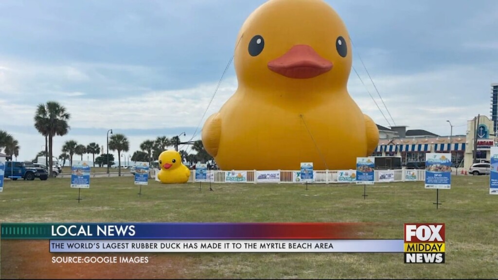 Duck