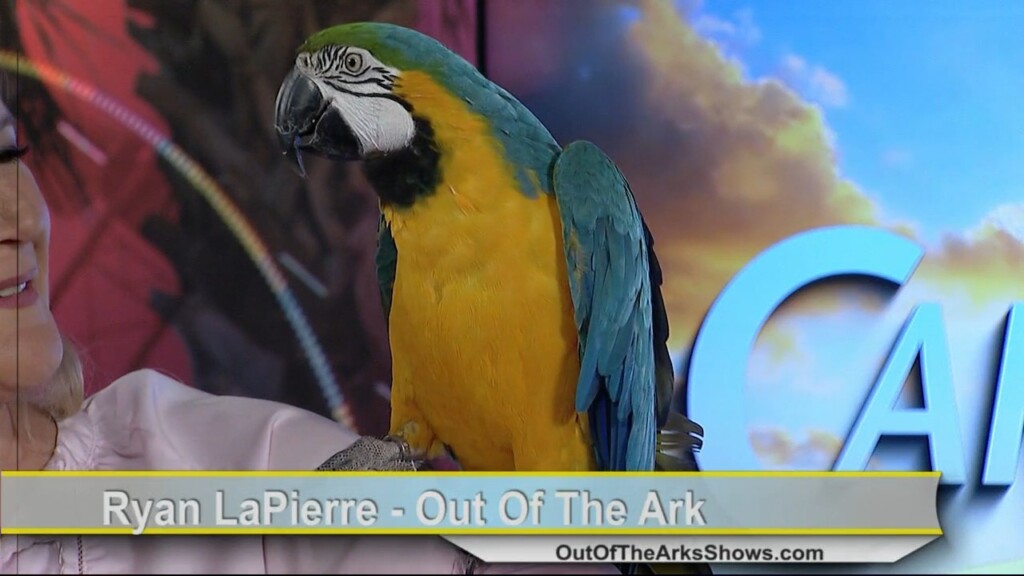 Out Of The Ark