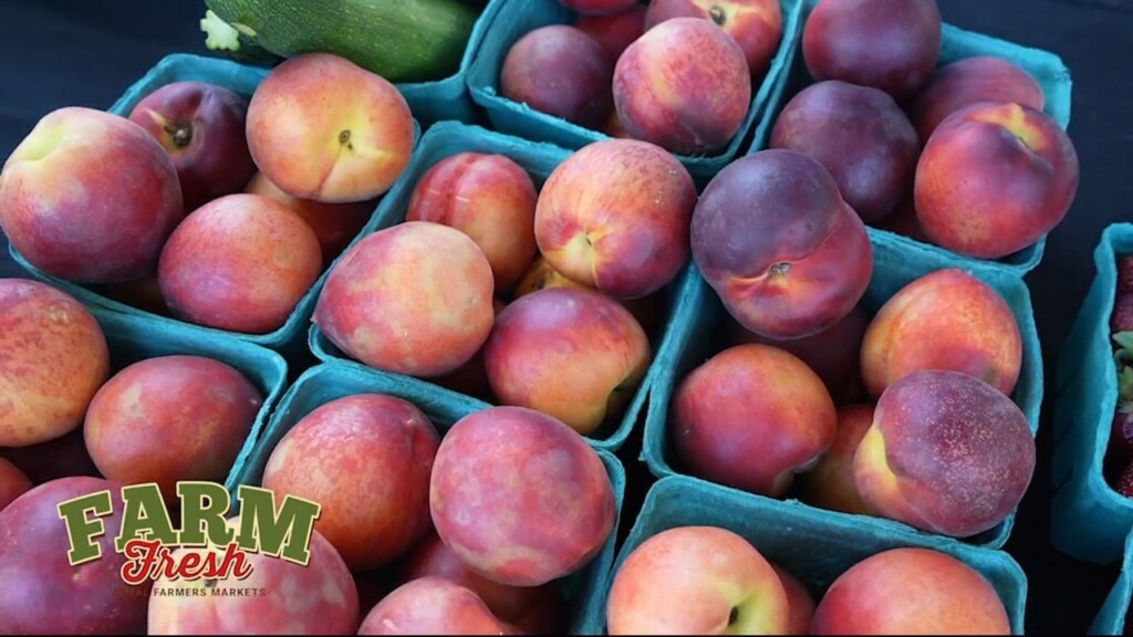 Mm Farms