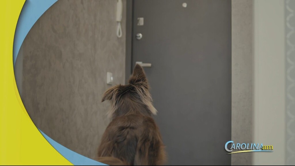 Vacay Pet