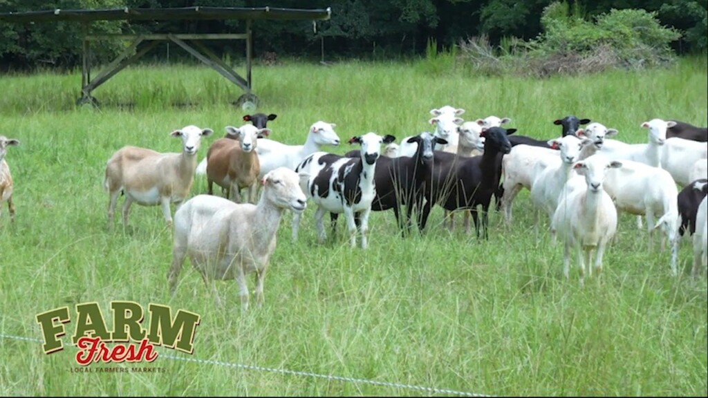 Fat Mt Farm