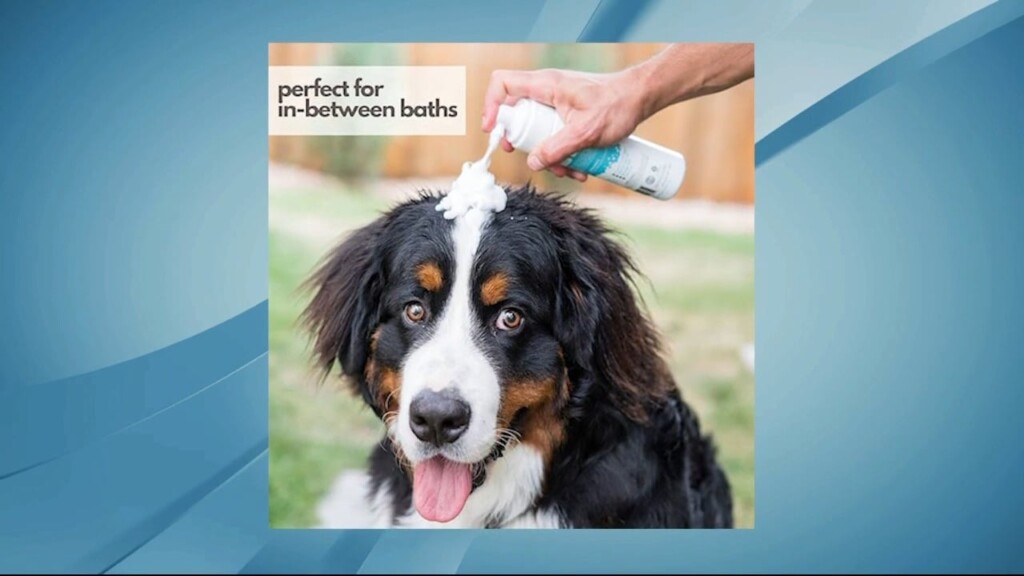 Amazon Pet Finds