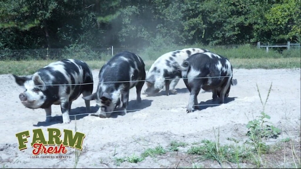 Fox Farm