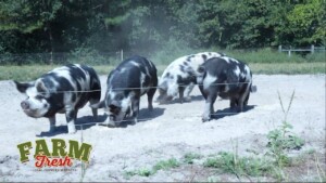 Fox Farm