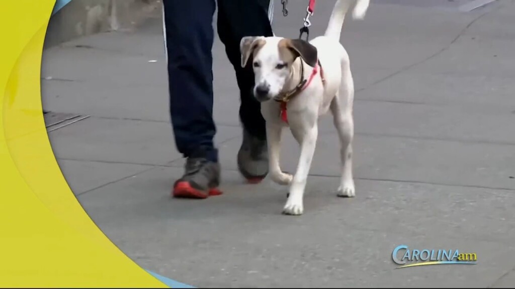 Dogs Asthma