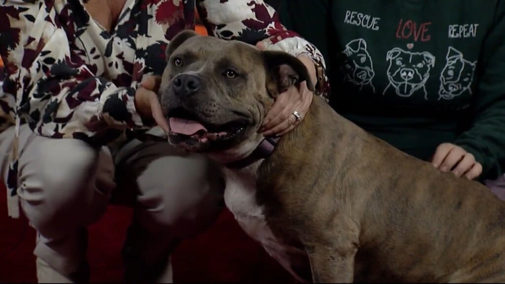 Nmb Humane