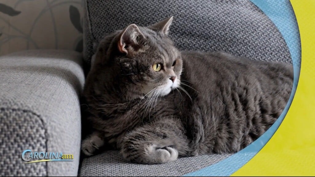 Overweight Pets