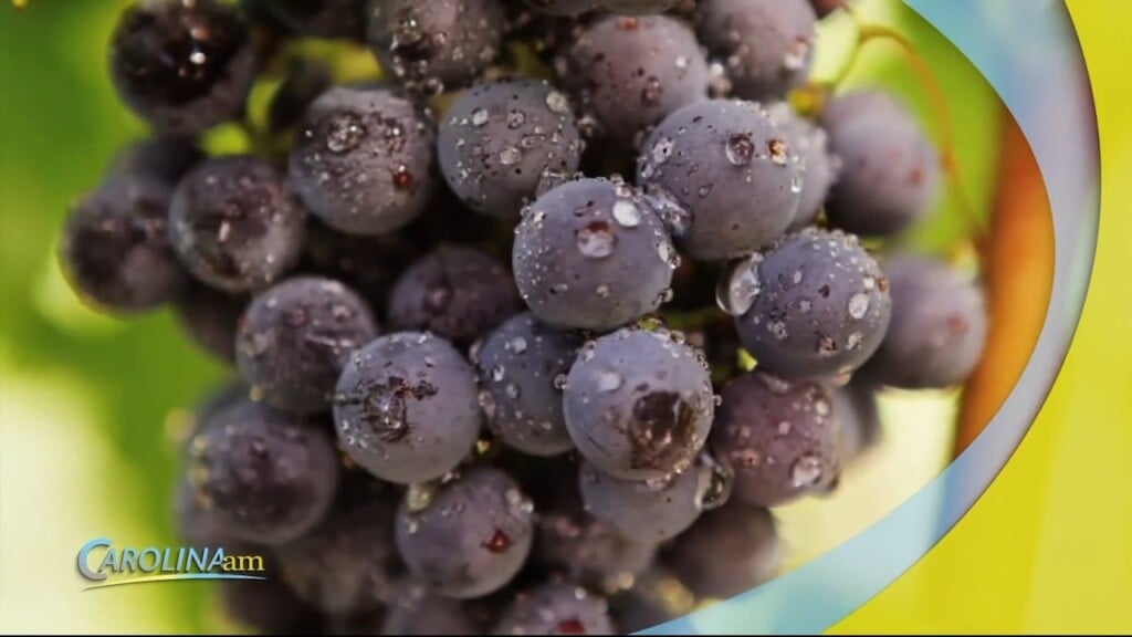 Grapes