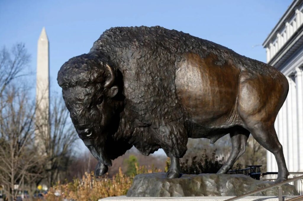 Bison2